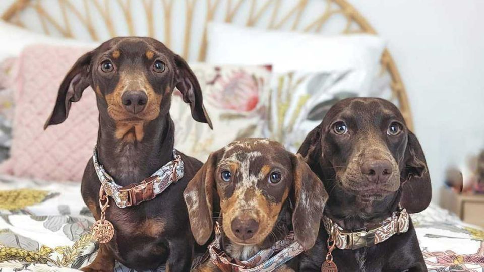 three dachshunds lying on bed looking at camera