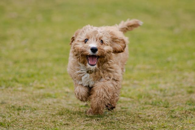 Miniature toy outlet cavoodle