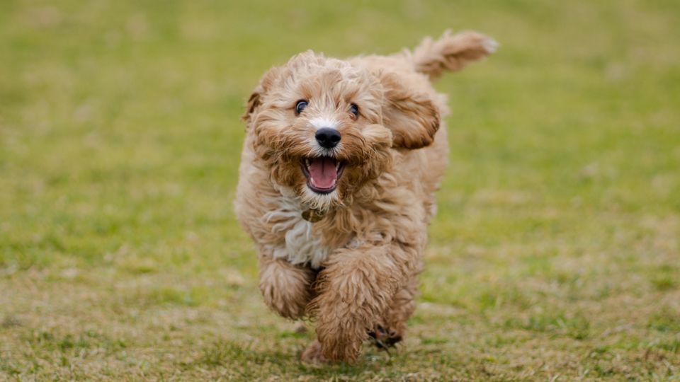 happy cavoodle puppy running through short green grass