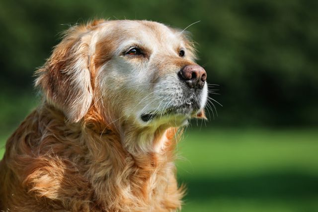 Best dog food for older 2024 golden retrievers