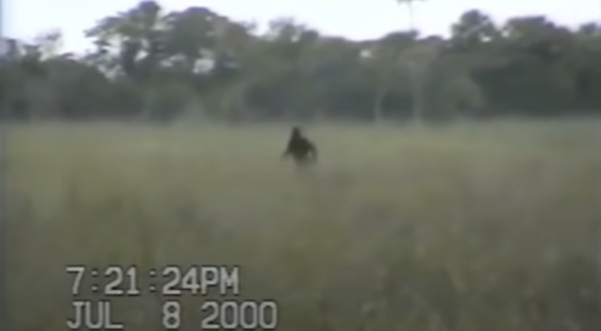 Florida’s Skunk Ape: The Everglades’ Most Mysterious Resident