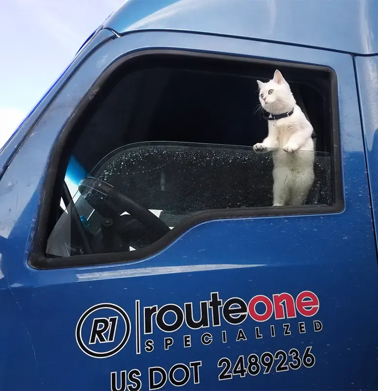 white cat in blue truck