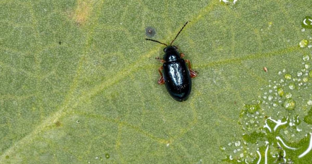 Insecticide susceptibility and resistance monitoring of flea beetles in
