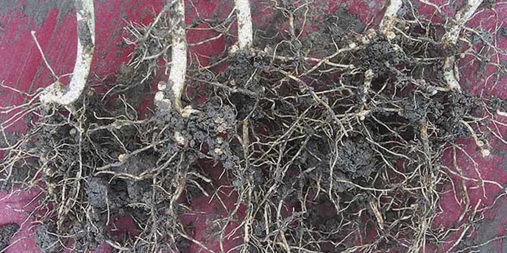 Understanding Humic Mine Personalities in Agriculture