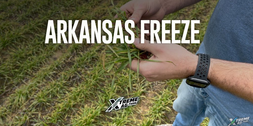 Surviving the Polar Vortex Protecting Arkansas Wheat Crops