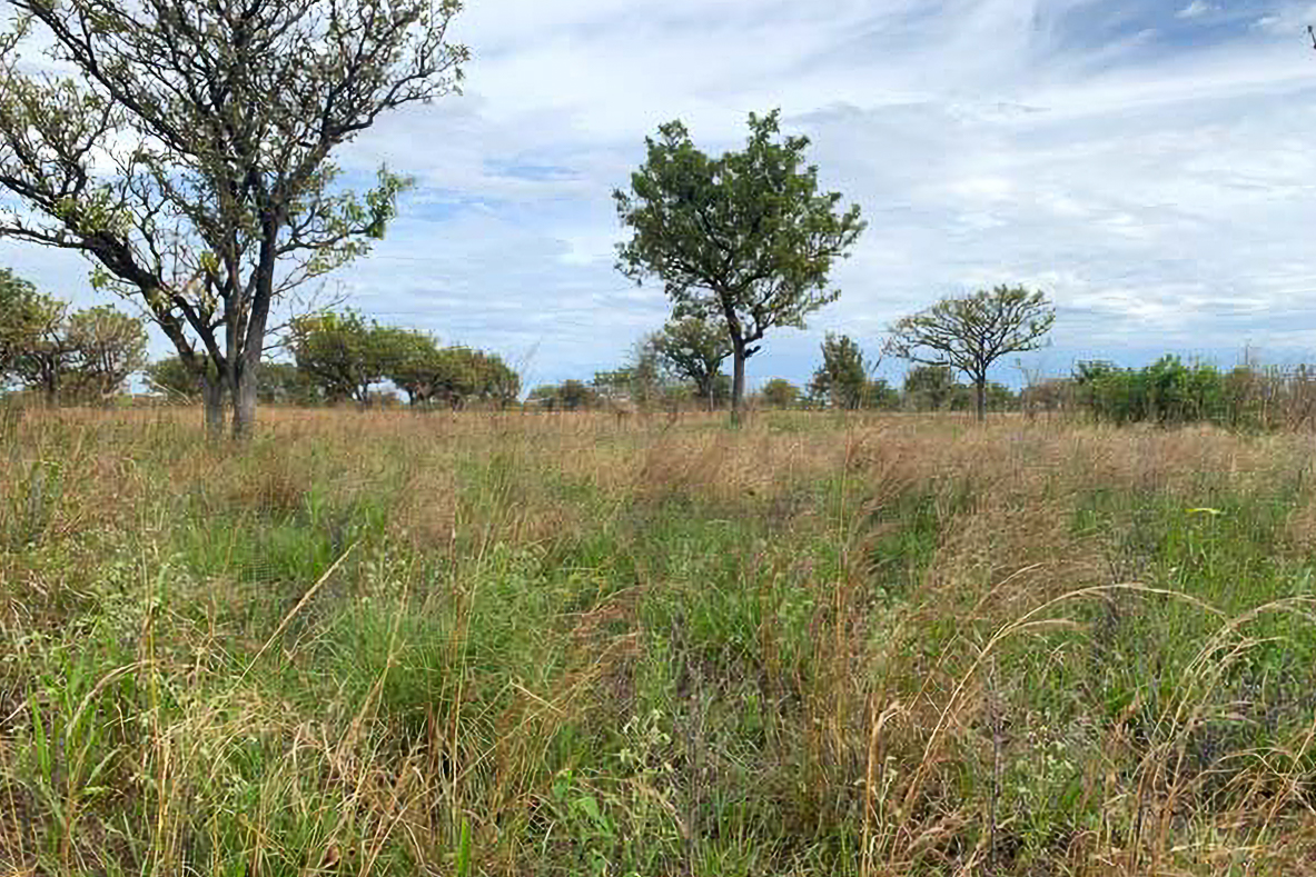 A grassy landscape with scattered trees under a cloudy sky.