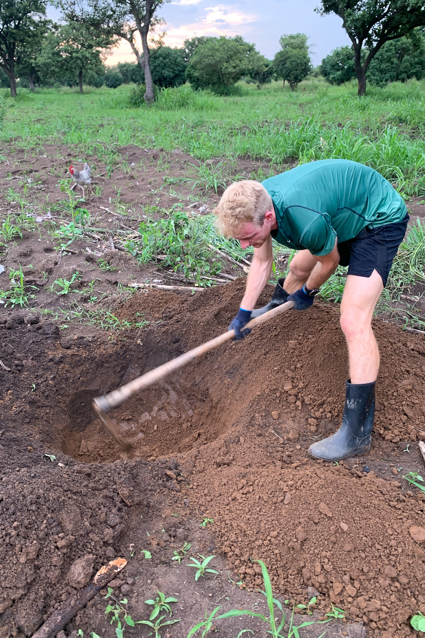 A person in a green shirt and rubber boots is digging a hole in a field with green vegetation, while a chicken walks nearby in the background.