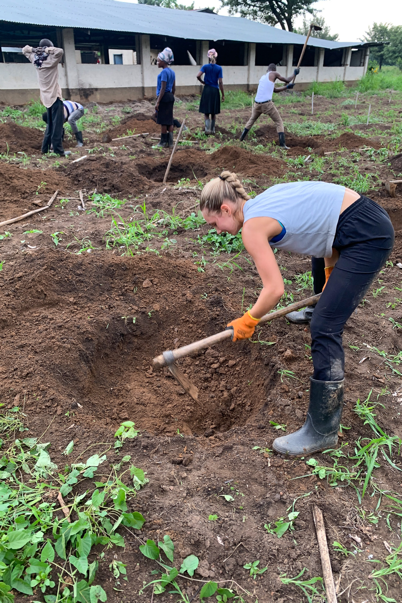 People in a field digging holes with hoes and wearing gloves and boots, near a building with a tin roof.