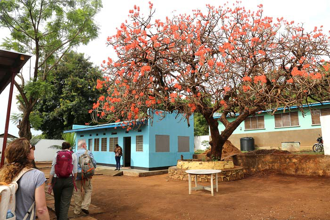 People walking near a blue building with a vibrant orange-flowered tree in a sunny, rural setting.