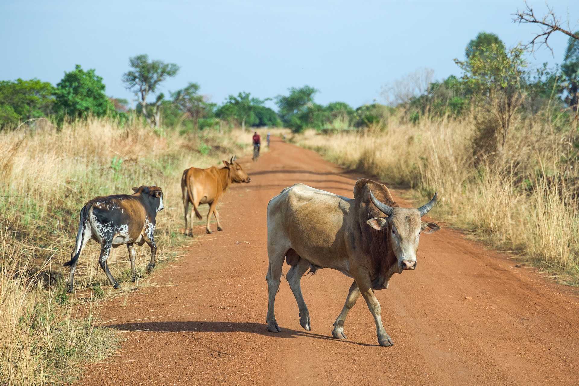 Cows walking along a dirt road flanked by dry grass and trees, with a person in the distance under a clear sky.