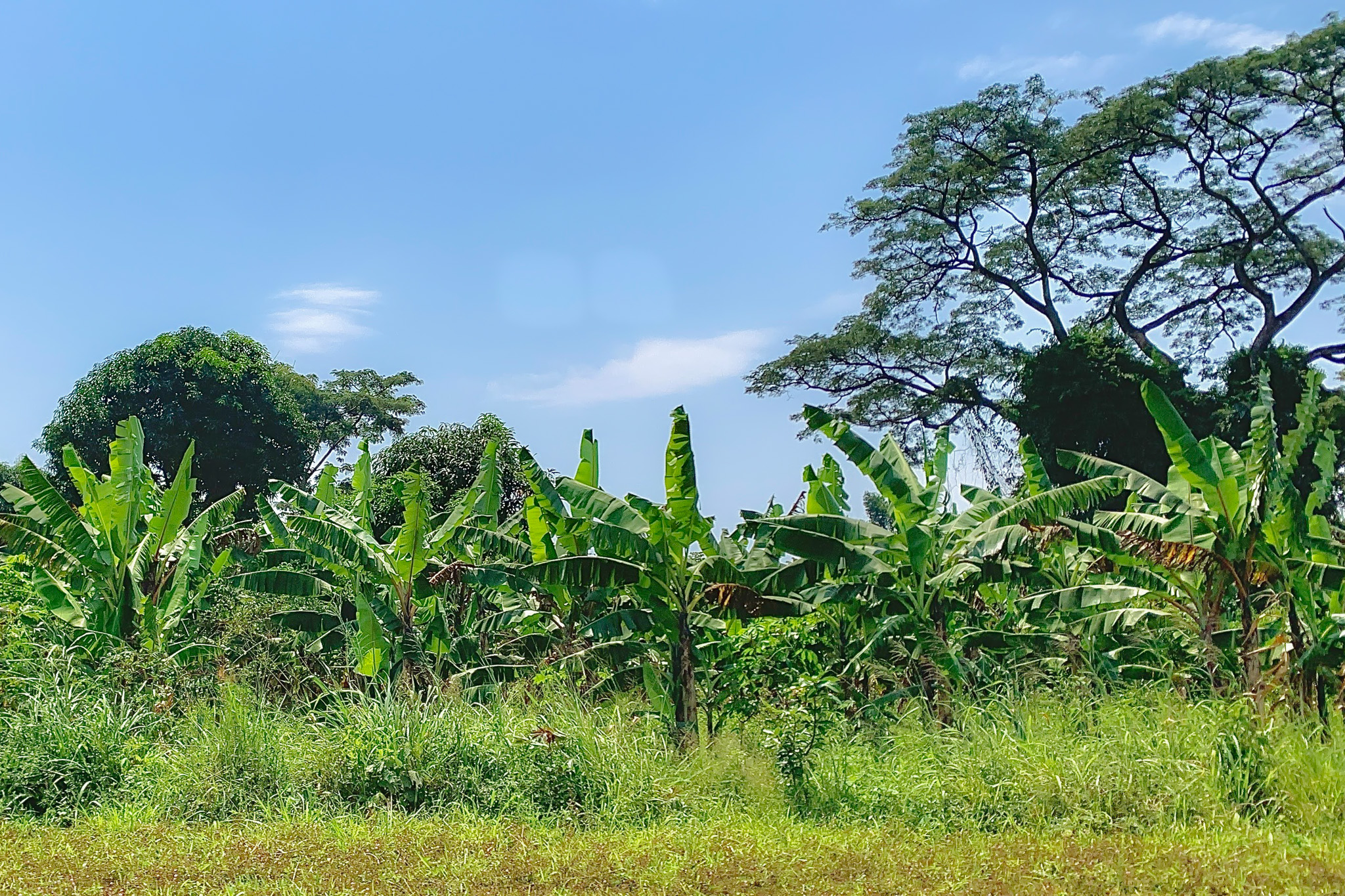 Lush green banana plants in a field under a clear blue sky, with tall trees in the background.