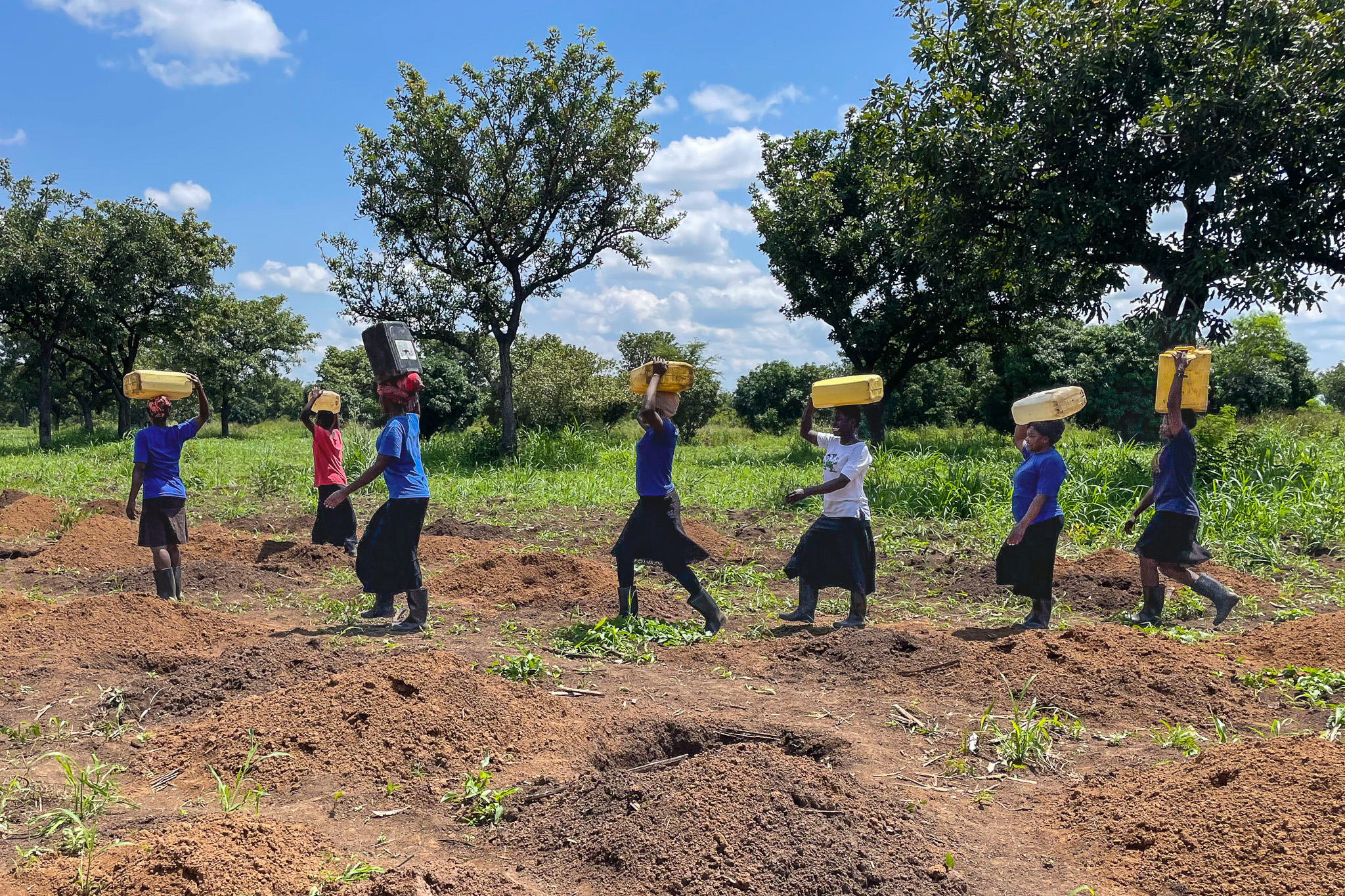 A group of people walking in a line across a field carrying yellow jerrycans on their heads. Trees and blue sky are in the background.