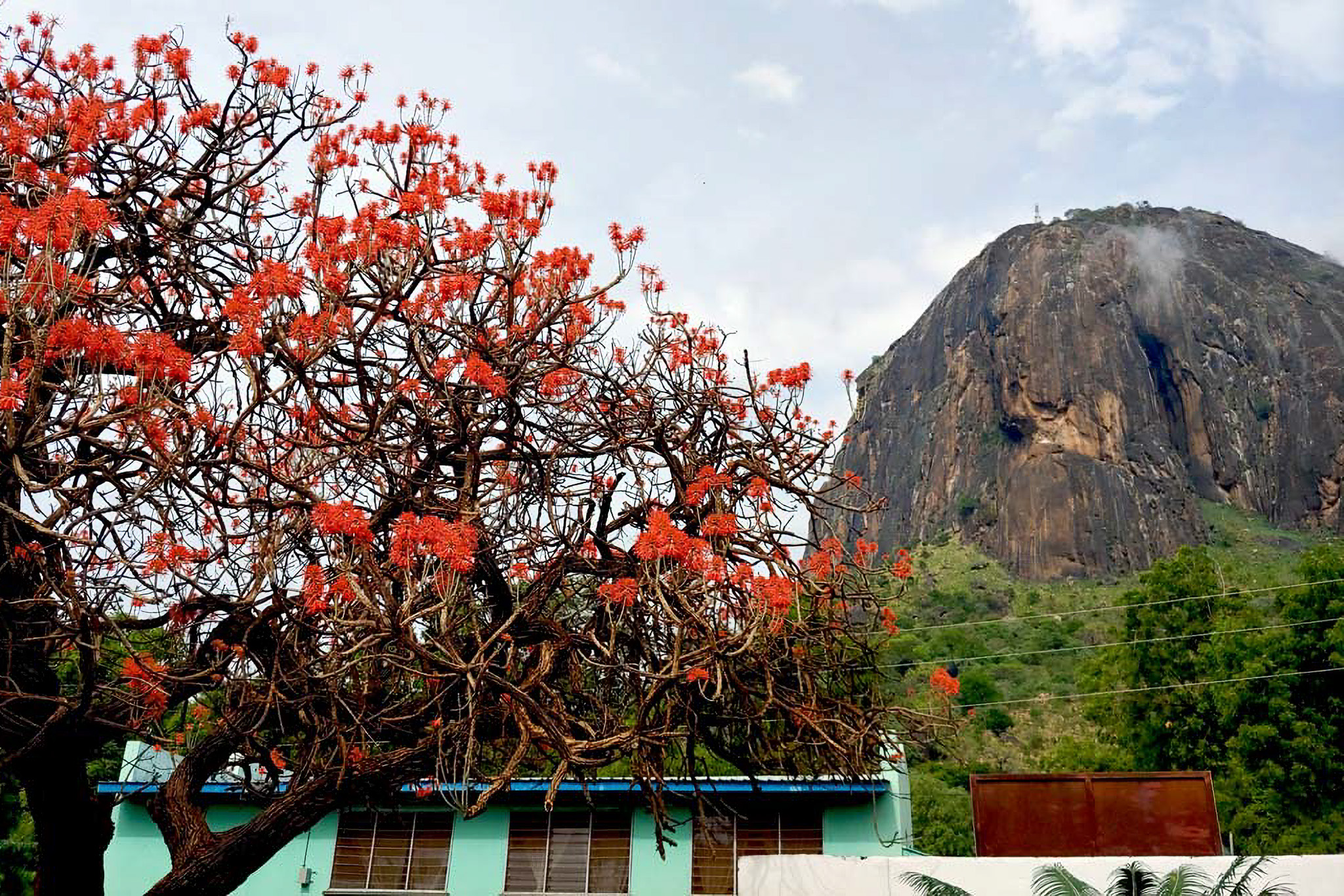 A tree with vibrant orange flowers stands in front of a blue building, with a large rocky mountain in the background under a cloudy sky.