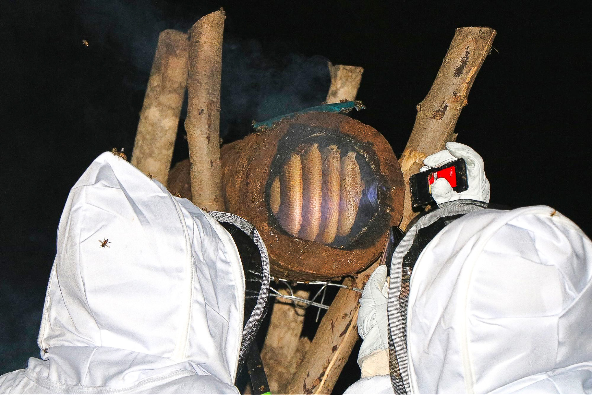 Two people in protective suits examine a beehive inside a hollow log at night, using flashlights.