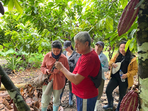 A group of people stand under lush green trees in the Peruvian Amazon, observing and discussing cacao.
