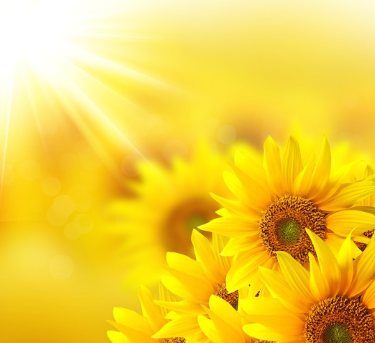 sunflowers_image