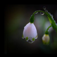 Fifth Sunday in Lent