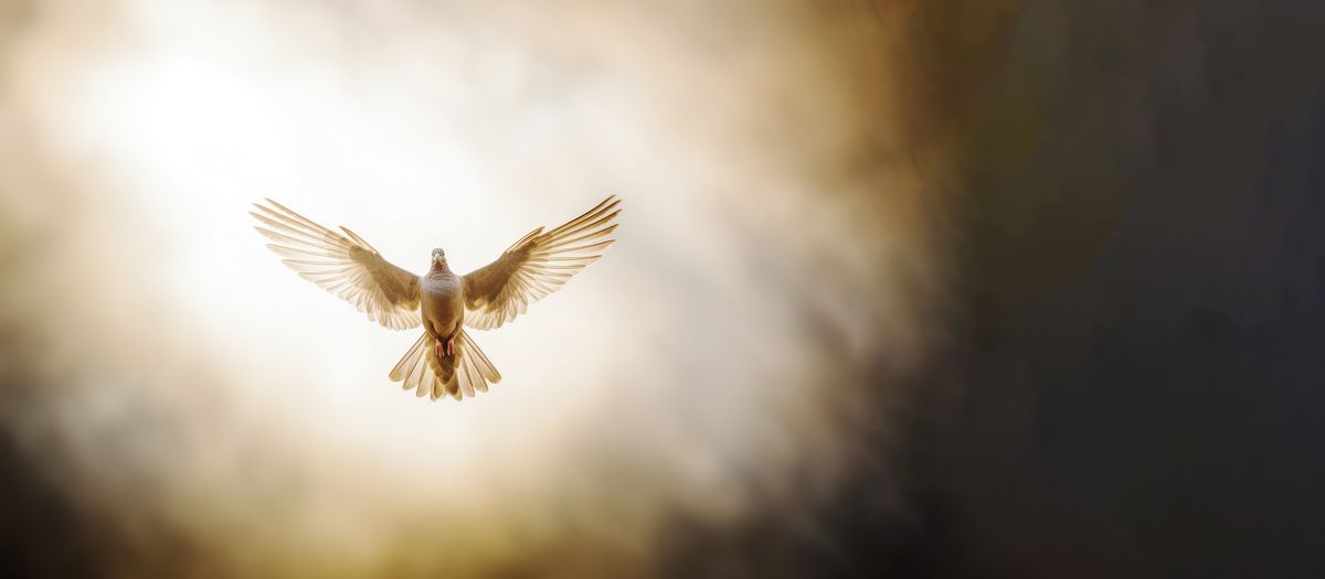 image of a dove representing the spiritual gifts