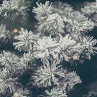 Lord of Christmas Peace, we have done