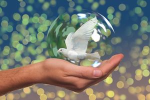 image of a dove being held in hand representing peace