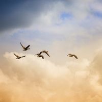 Adapted from Psalm 146:5-8, 10