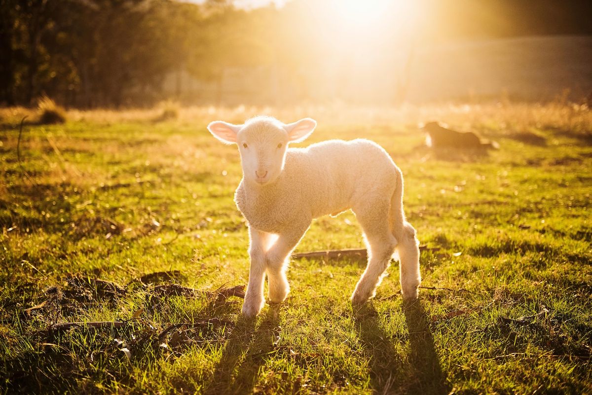 A white lamb stands in the morning light.