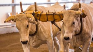 Two light-colored oxen yoked together with a wooden yoke inside an indoor livestock arena.