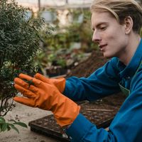 It is no disparagement to the garden to