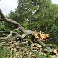 Broken Trees and Unbroken Hope: In the Path of Hurricane Helene