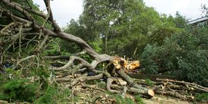 A large fallen tree split at its trunk partway through being cut apart.