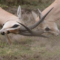 Turning from Conflict to Conversion