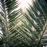 Celebrate Palm Sunday with Joyful Hearts