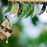 What Would it Mean to Remission Your Church?