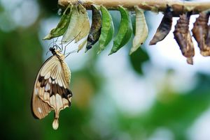 A butterfly hangs upside down from a group of cocoons.