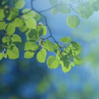 Fourth Sunday after Pentecost