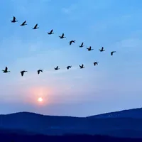 The Power of the V Formation