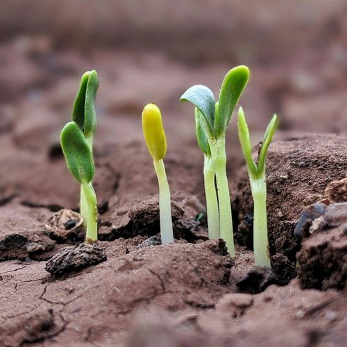 Several seedlings have emerged from the ground together in a group.