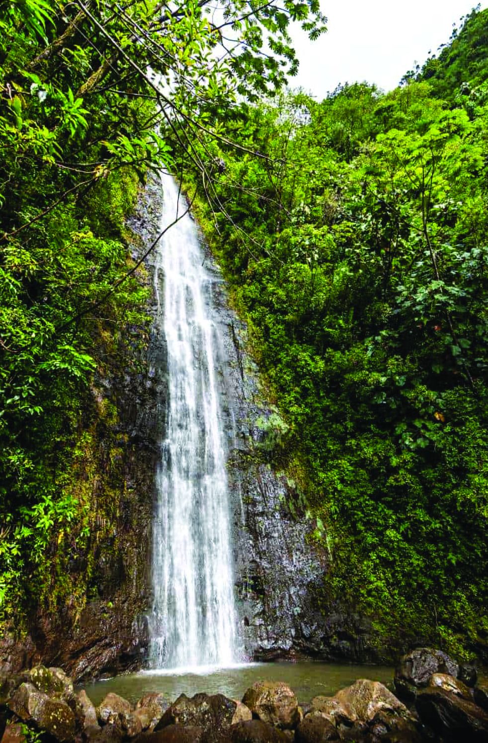Manoa Falls cascading 150 feet through lush rainforest near Waikiki, Honolulu