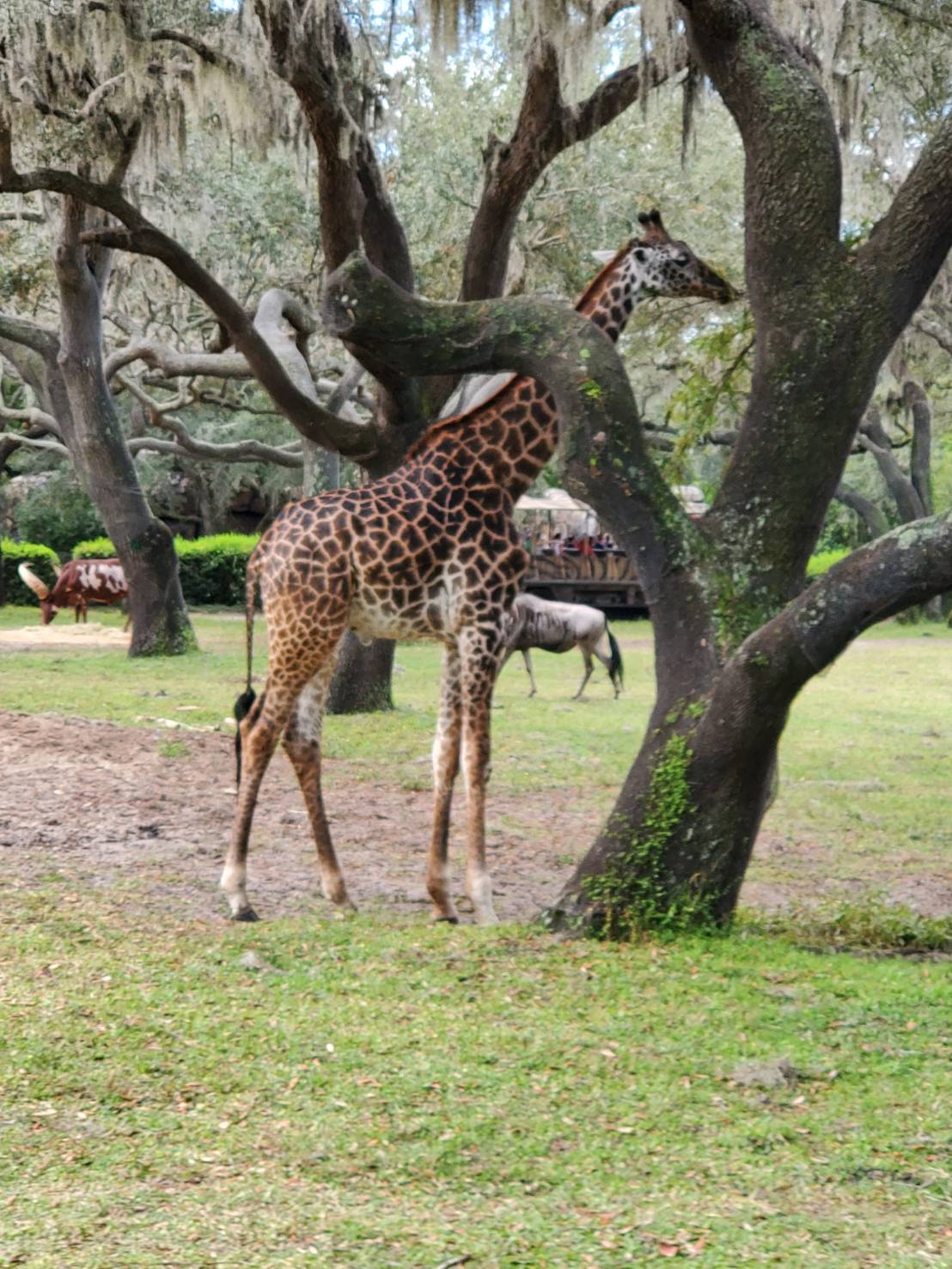 ディズニー・ワールド