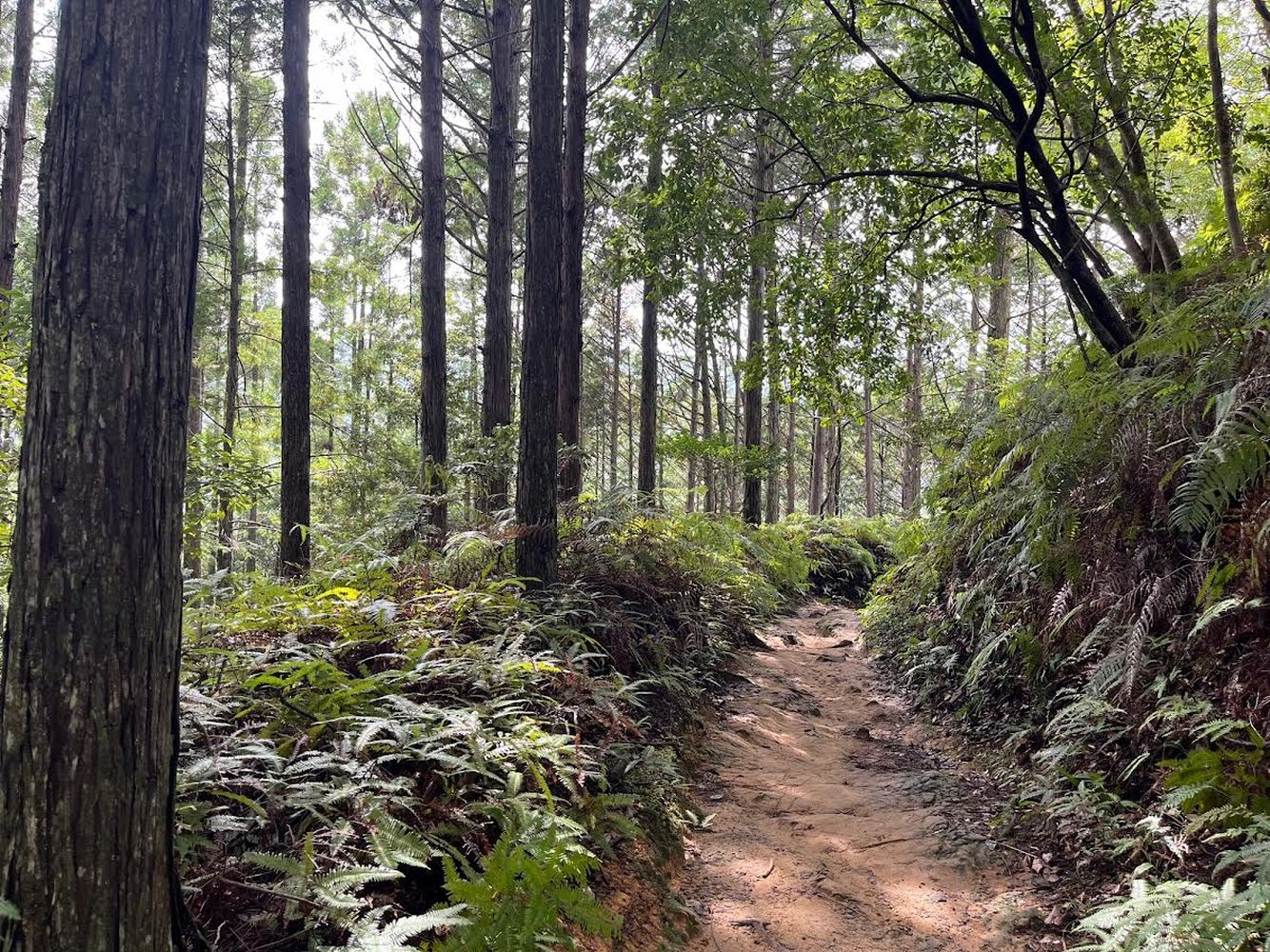 Kumano Kodo Path