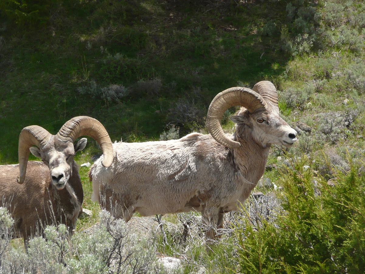Sheep