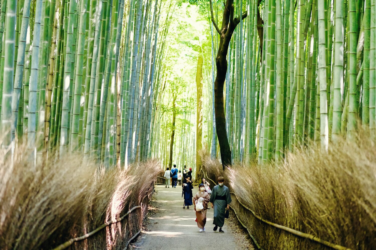 The Essense of Kyoto Arashiyama Banboo