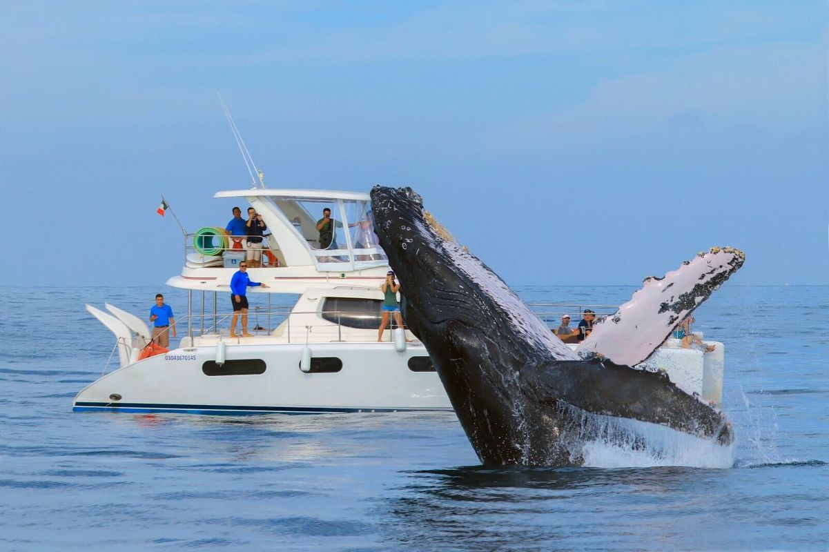 Whale watching Los Cabos