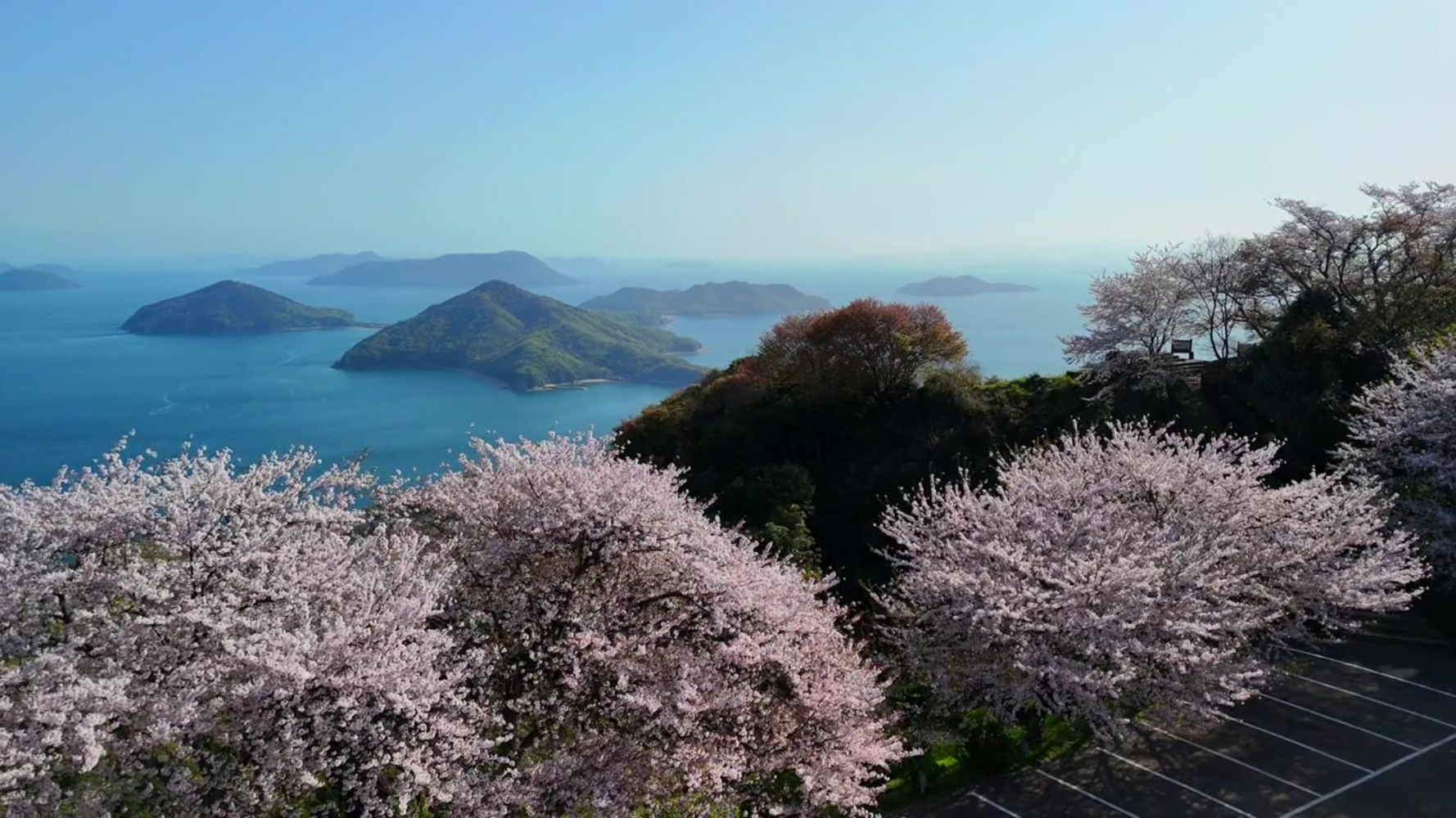 Cherry Blossom from Shiudesan