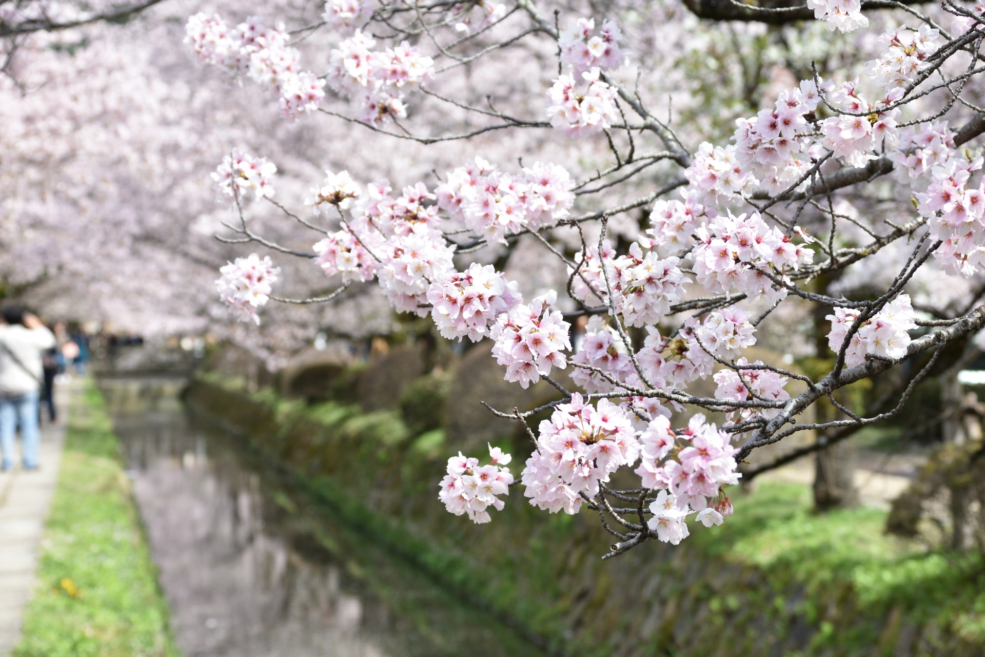 Philosopher’s Path