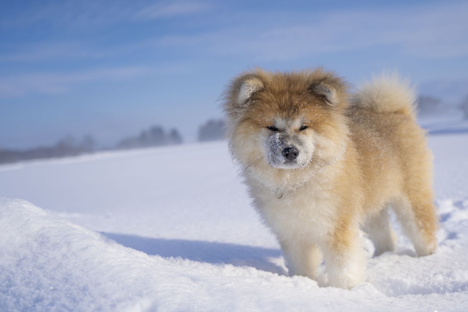 akita dog