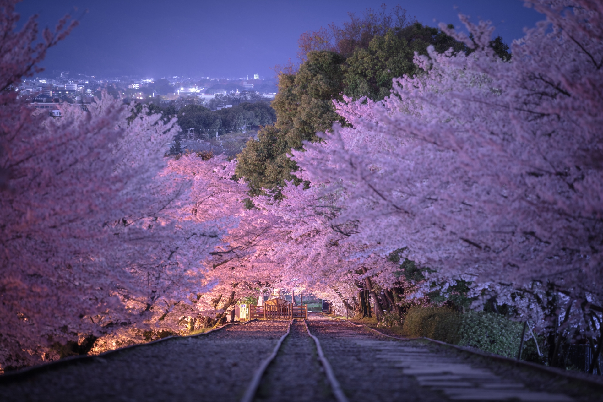 Cherry blossom in Keage, Kyoto
