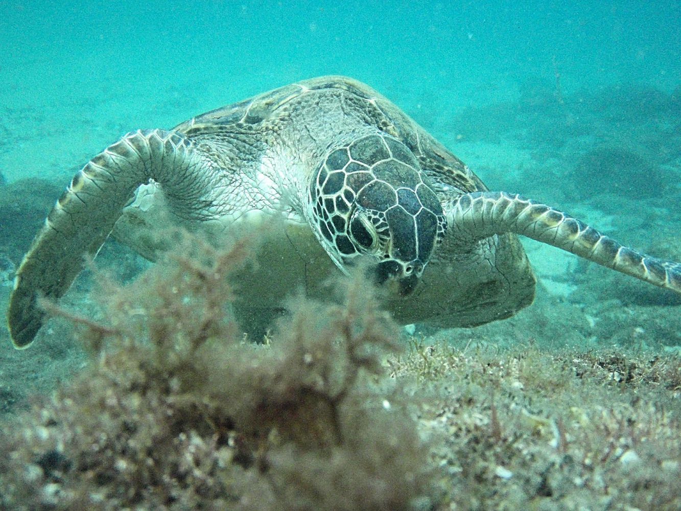 sea turtle