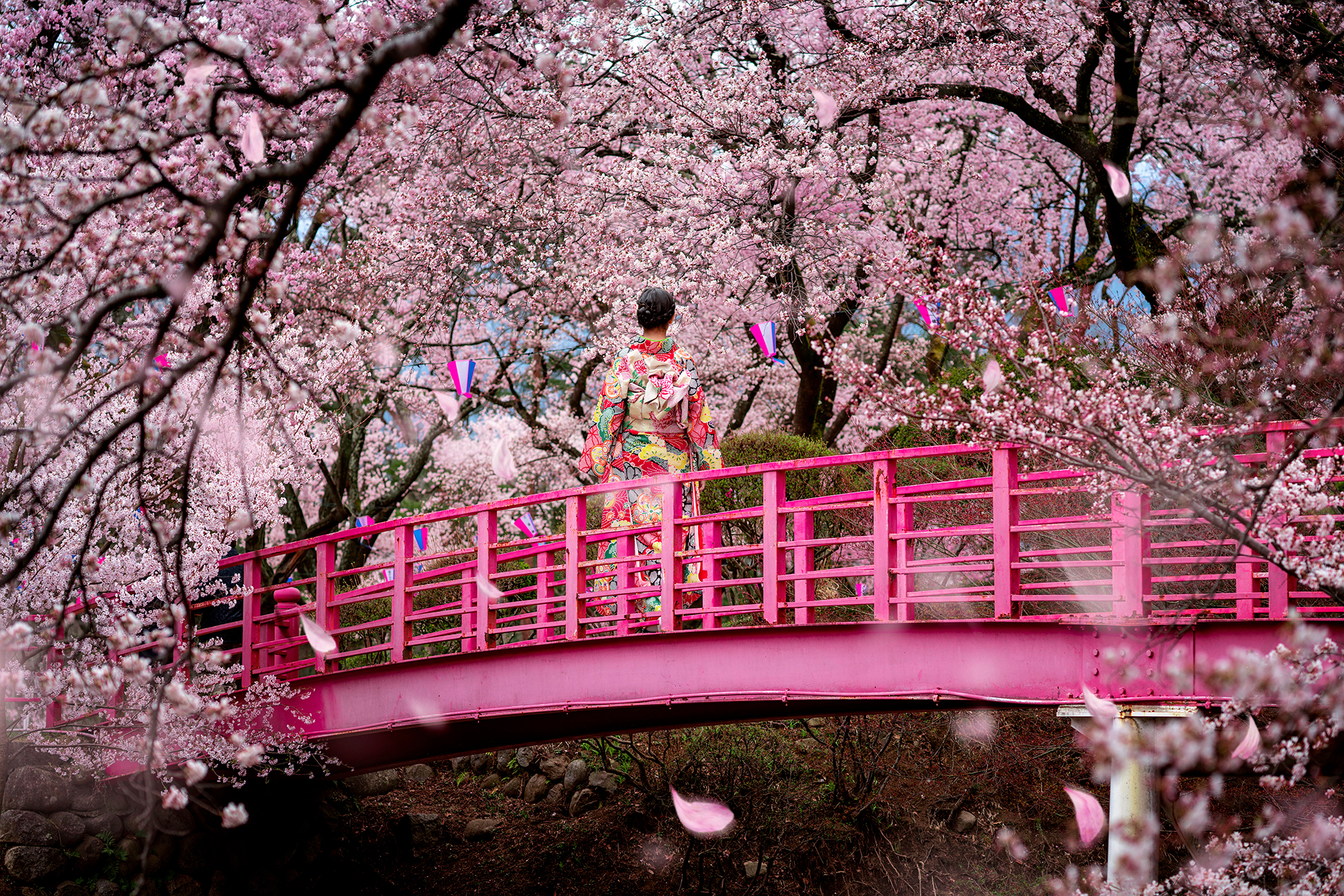 Wooden bridge in cherry blossom garden