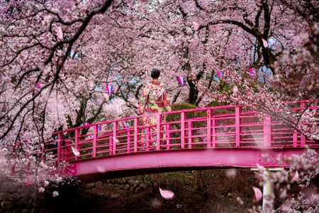 Wooden bridge in cherry blossom garden